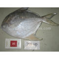 W / R Frozen White Pomfret